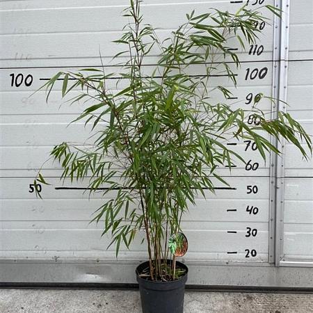 Fargesia scabrida 'Asian Wonder' Pot 5 Liter 60 - 80 cm
