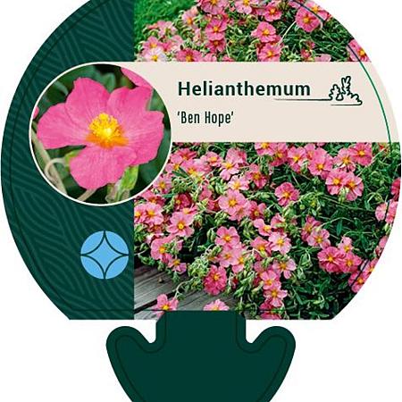 Helianthemum 'Ben Hope' Pot 9 cm