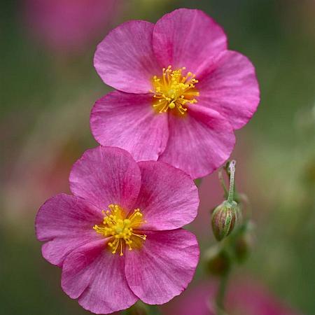 Helianthemum 'Ben Hope' Pot 9 cm