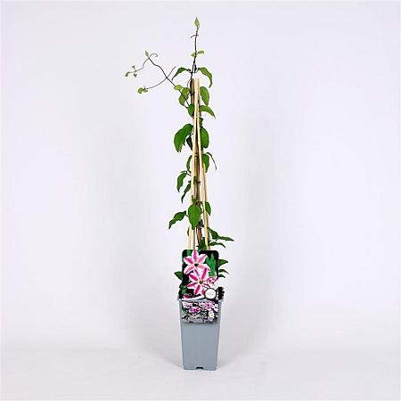 Clematis 'Capitaine Thuilleaux'  Pot 2 Liter