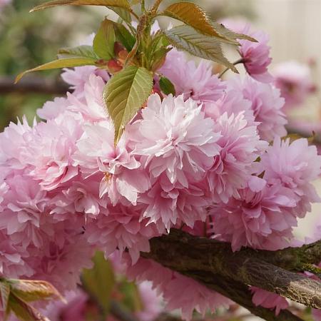 Prunus serrulata 'Kiku-Shidare-Zakura' Pot 10 liter Stam 120 cm
