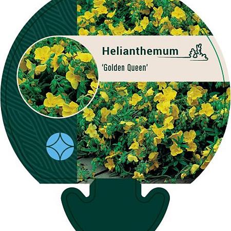 Helianthemum 'Golden Queen' Pot 9 cm