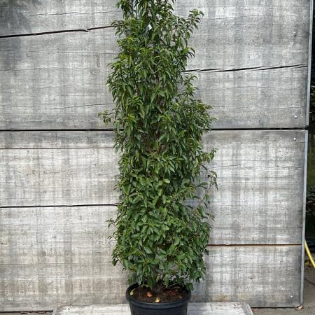 Prunus l. 'Angustifolia' Pot 35 Liter 175 - 200 cm