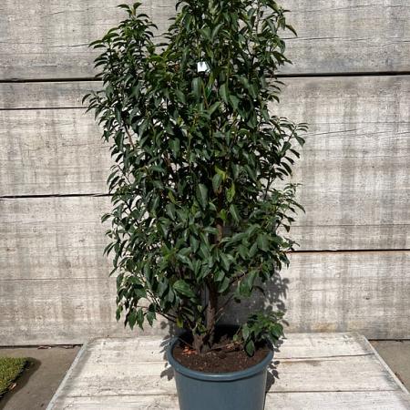 Prunus l. 'Angustifolia' Pot 25 Liter 100 - 125 cm