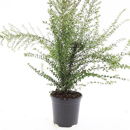 Lonicera nit. 'Ernest Wilson' Pot 1,5 liter