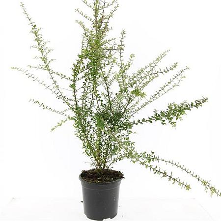 Lonicera nit. 'Ernest Wilson' Pot 1,5 liter