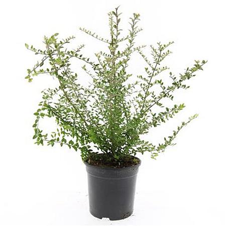 Lonicera nit. 'Ernest Wilson' Pot 1,5 liter