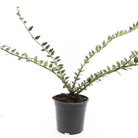 Lonicera pileata 'Purple Pearl' Pot 1,5 liter