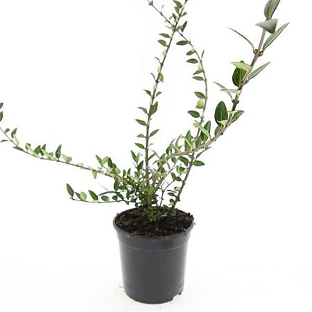 Lonicera pileata 'Purple Pearl' Pot 1,5 liter