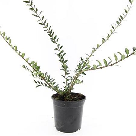 Lonicera pileata 'Purple Pearl' Pot 1,5 liter