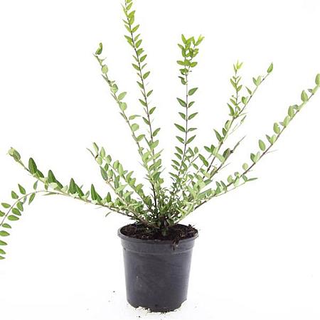 Lonicera pileata 'Purple Pearl' Pot 1,5 liter