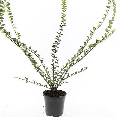 Lonicera pileata 'Purple Pearl' Pot 1,5 liter