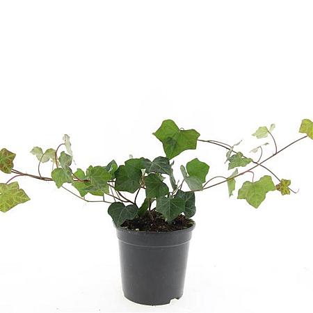 Hedera hibernica Pot 1,5 liter 40 - 60 cm