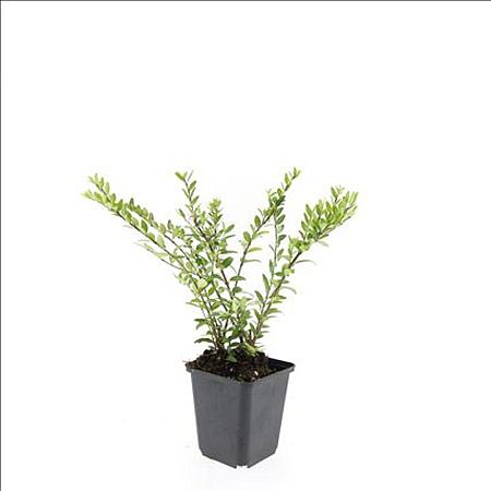 Lonicera pileata Pot 9 cm