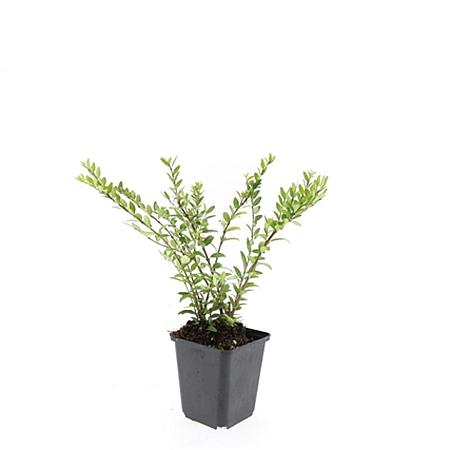 Lonicera pileata Pot 9 cm