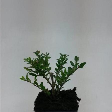 Lonicera pileata Pot 9 cm