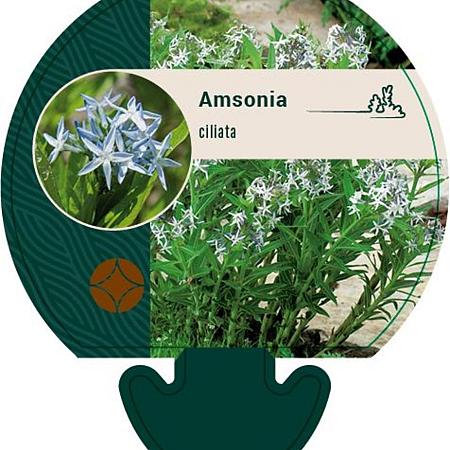 Amsonia ciliata Pot 9 cm