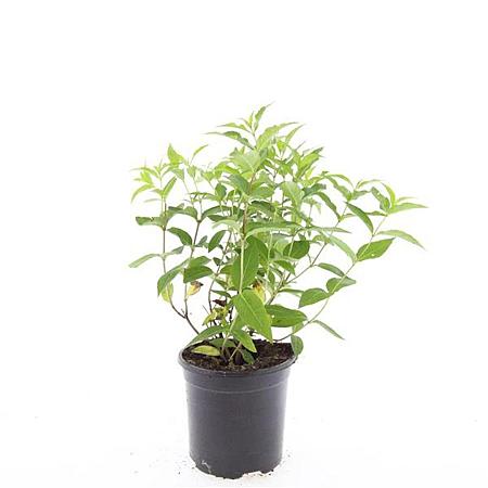 Diervilla lonicera 'Dilon' Pot 1,5 liter