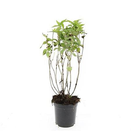 Diervilla lonicera 'Dilon' Pot 1,5 liter