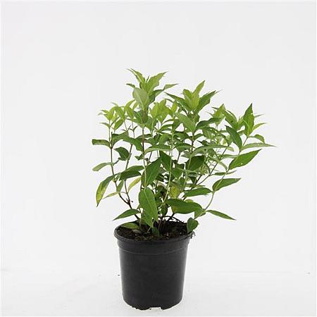 Diervilla lonicera 'Dilon' Pot 1,5 liter
