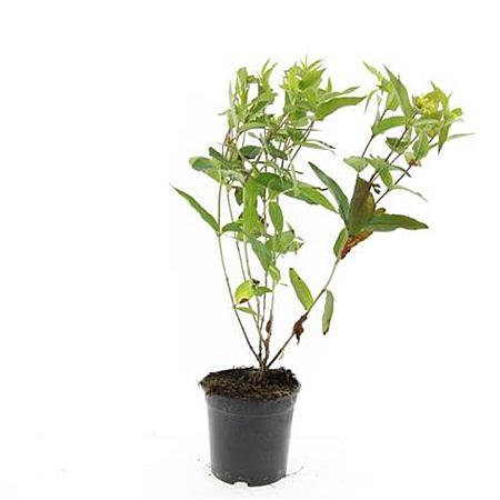 Diervilla lonicera 'Dilon' Pot 1,5 liter
