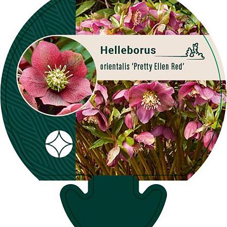 Helleborus o. 'Pretty Ellen Red' Pot 9 cm