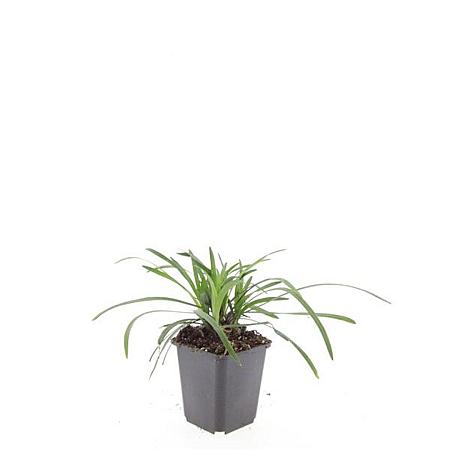Liriope muscari 'Big Blue' Pot 9 cm