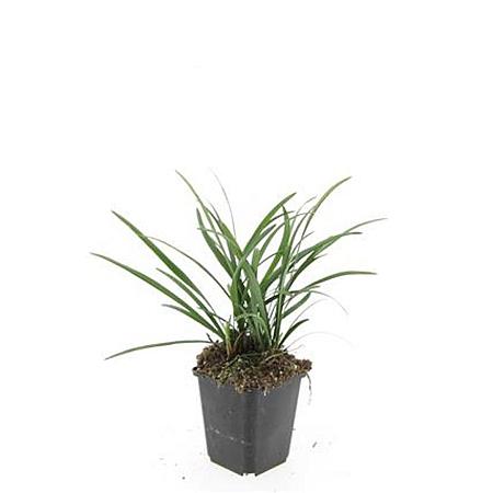 Liriope muscari 'Big Blue' Pot 9 cm