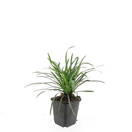 Liriope muscari 'Big Blue' Pot 9 cm