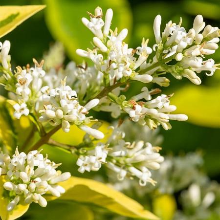 Ligustrum ovalifolium Stam 60 cm