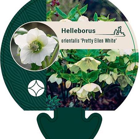 Helleborus o. 'Pretty Ellen White' Pot 9 cm