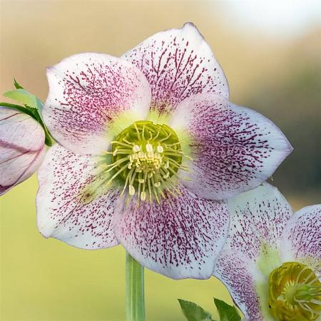 Helleborus o. 'Pretty Ellen White' Pot 9 cm