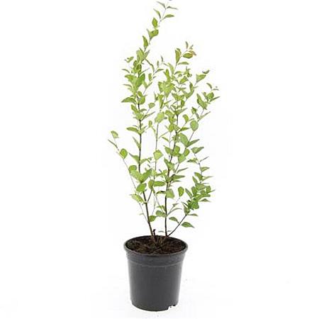 Symphoricarpos d. 'Mother of Pearl' Pot 1,5 liter