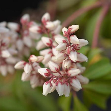 Pieris japonica 'Bonfire' Pot 2 Liter