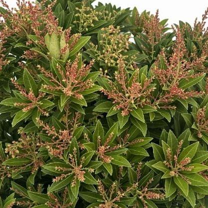 Pieris jap. 'Sarabande' Pot 2 Liter