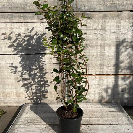 Elaeagnus ebb. 'Compacta' Pot 10 liter 100 - 125 cm