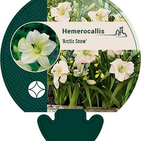 Hemerocallis 'Arctic Snow' Pot 9 cm