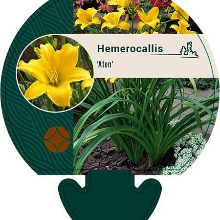 Hemerocallis 'Aten' Pot 9 cm