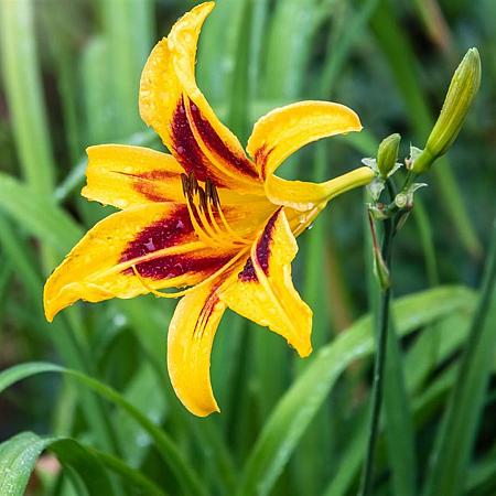 Hemerocallis 'Bonanza' Pot 9 cm
