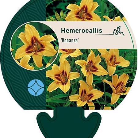 Hemerocallis 'Bonanza' Pot 9 cm