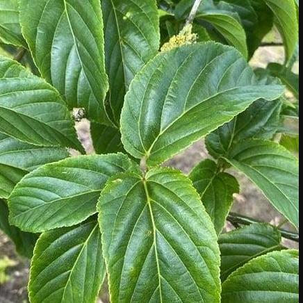 Acer davidii Pot 15 liter 150 - 175 cm