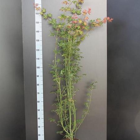 Acer palmatum Pot 7,5 Liter 100 - 125 cm