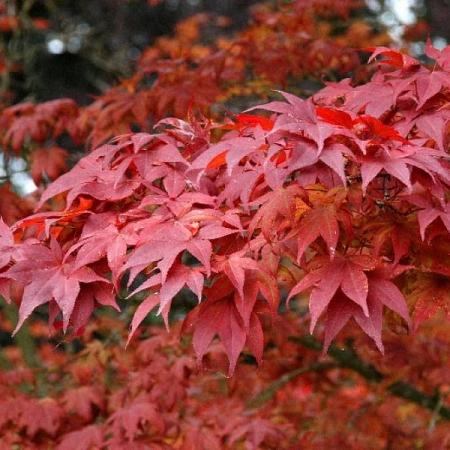 Acer palmatum Pot 7,5 Liter 100 - 125 cm