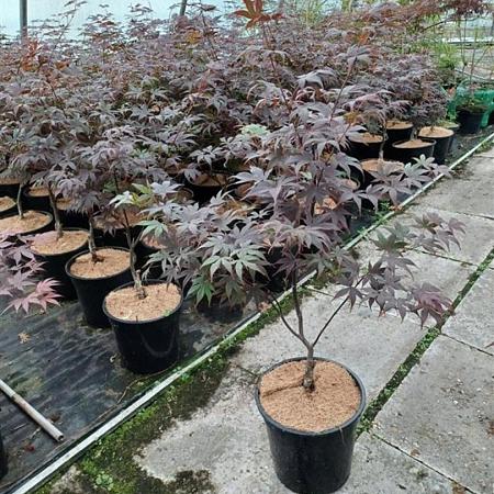 Acer pal. 'Bloodgood' Pot 7,5 Liter 60 - 80 cm