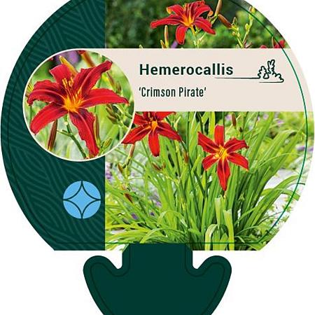 Hemerocallis 'Crimson Pirate' Pot 9 cm