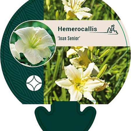 Hemerocallis 'Joan Senior' Pot 9 cm