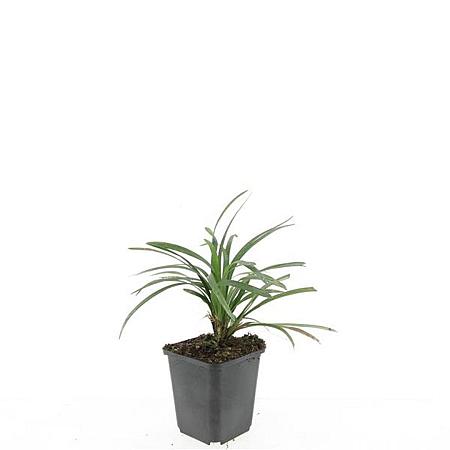 Liriope muscari 'Ingwersen' Pot 9 cm