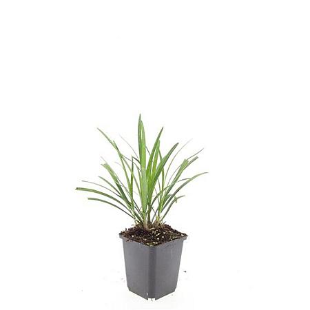 Liriope muscari 'Ingwersen' Pot 9 cm