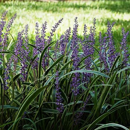 Liriope muscari 'Ingwersen' Pot 9 cm