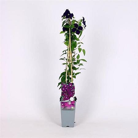 Clematis 'Etoile Violette' Pot 2 Liter